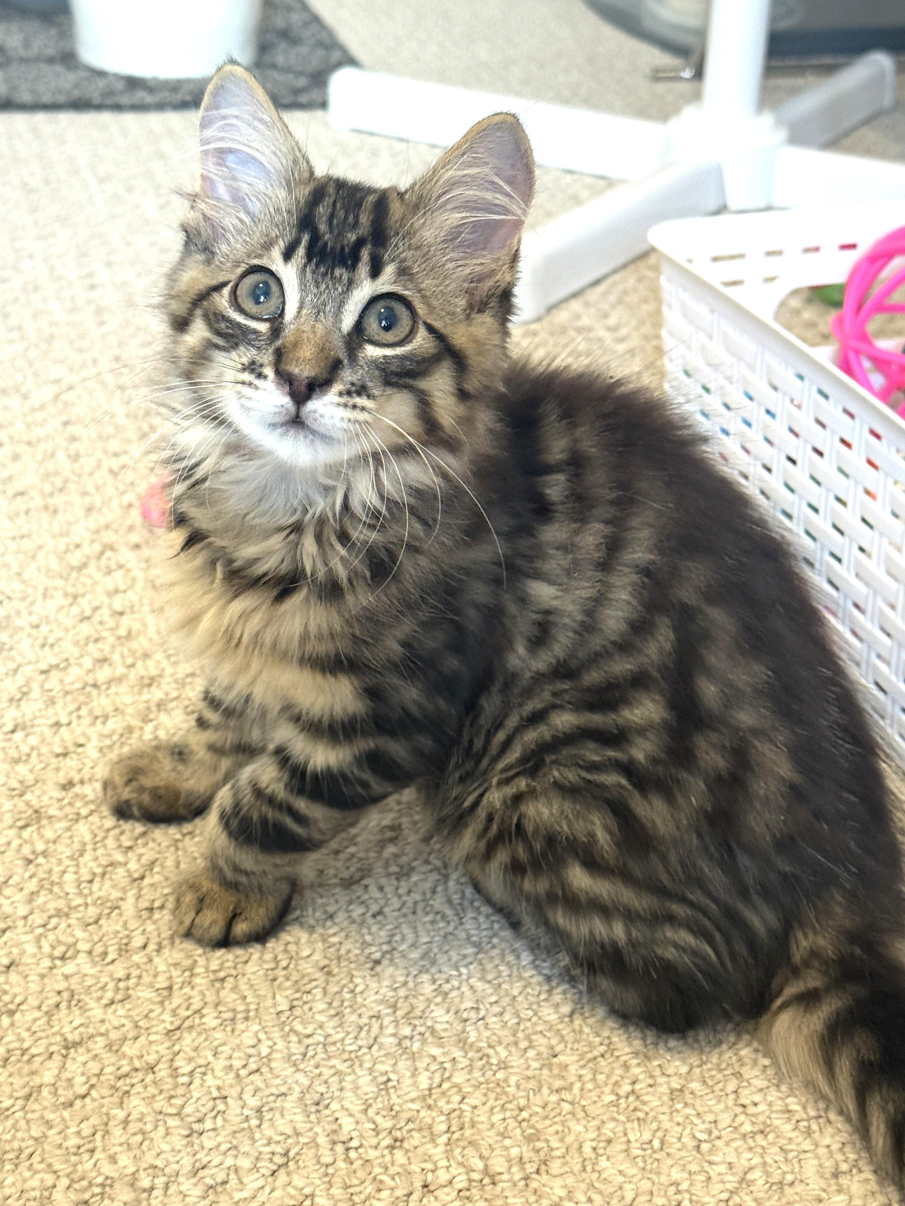 Enlarge Stripes, a Adoptable Tabby in Stoney Creek, ON image 1/6