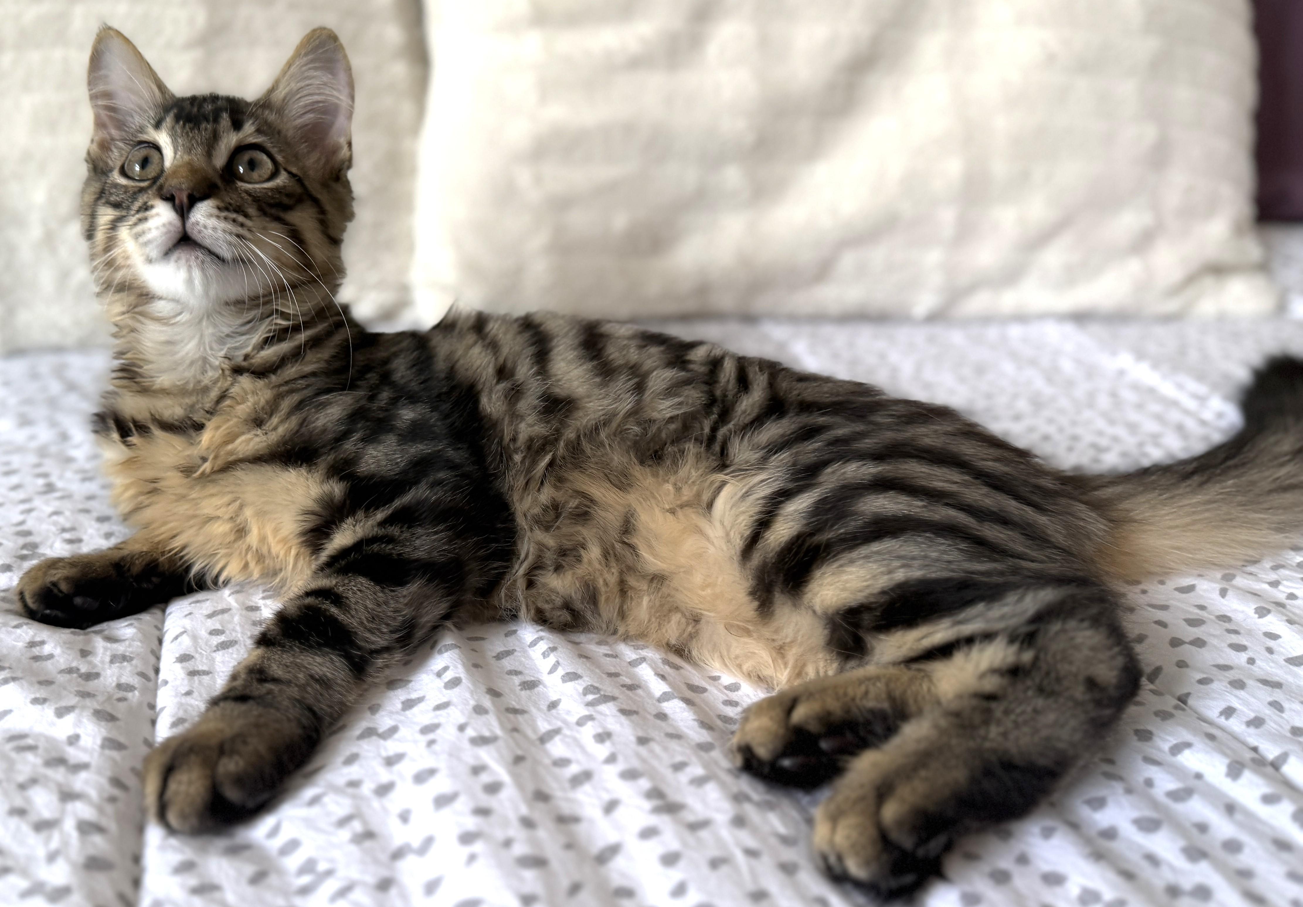 Enlarge Stripes, a Adoptable Tabby in Stoney Creek, ON image 6/6