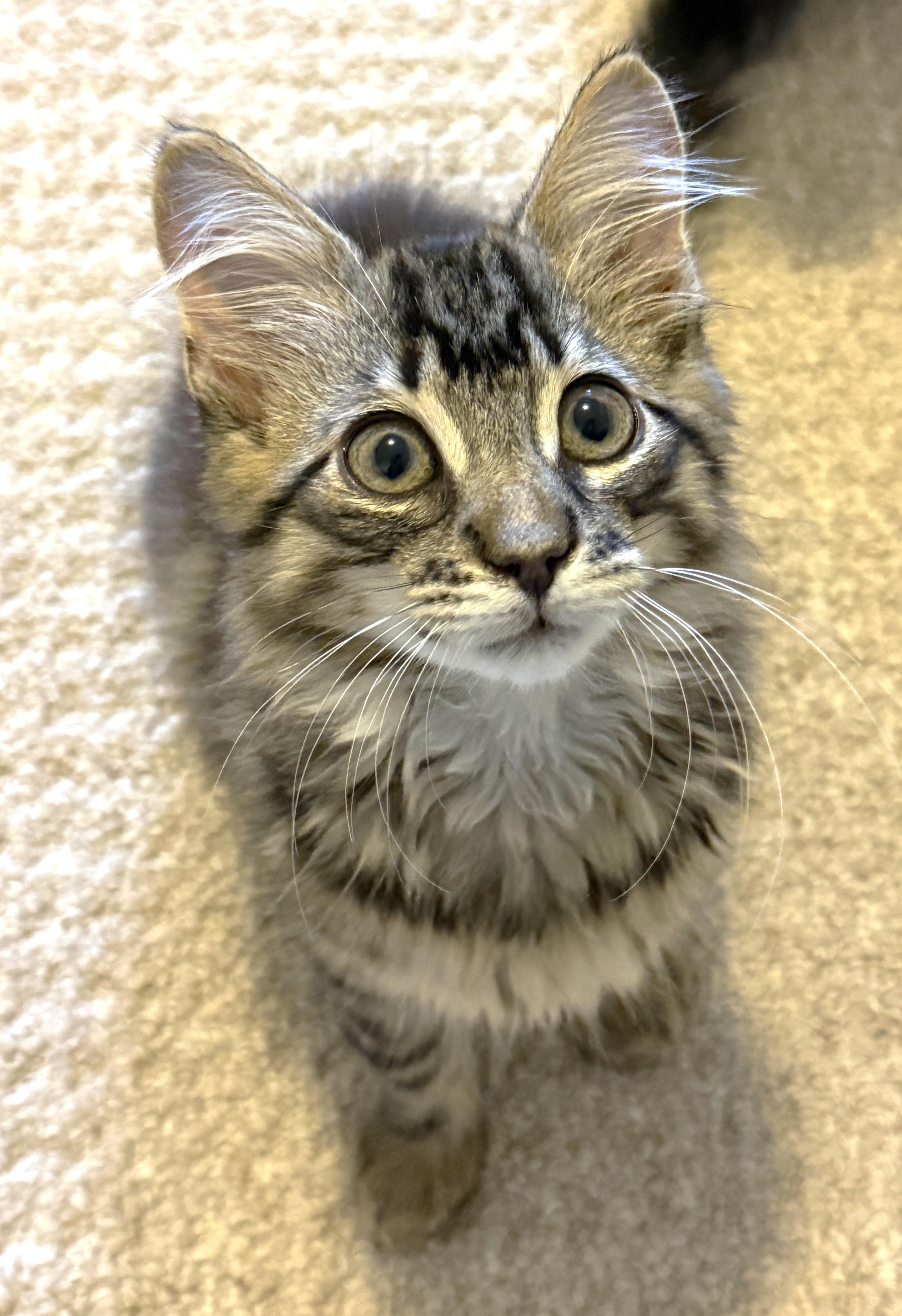 Enlarge Stripes, a Adoptable Tabby in Stoney Creek, ON image 5/6