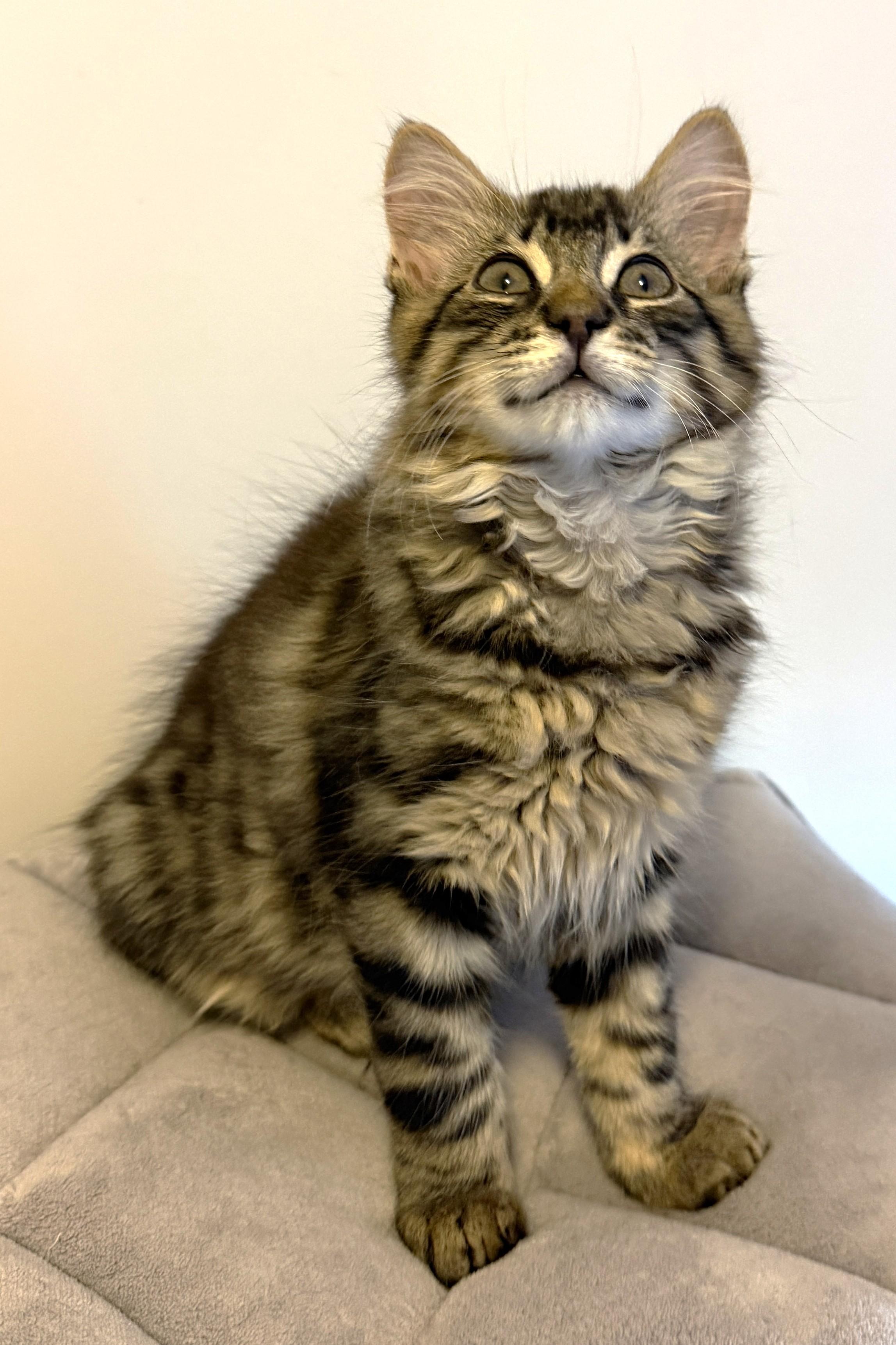 Enlarge Stripes, a Adoptable Tabby in Stoney Creek, ON image 3/6