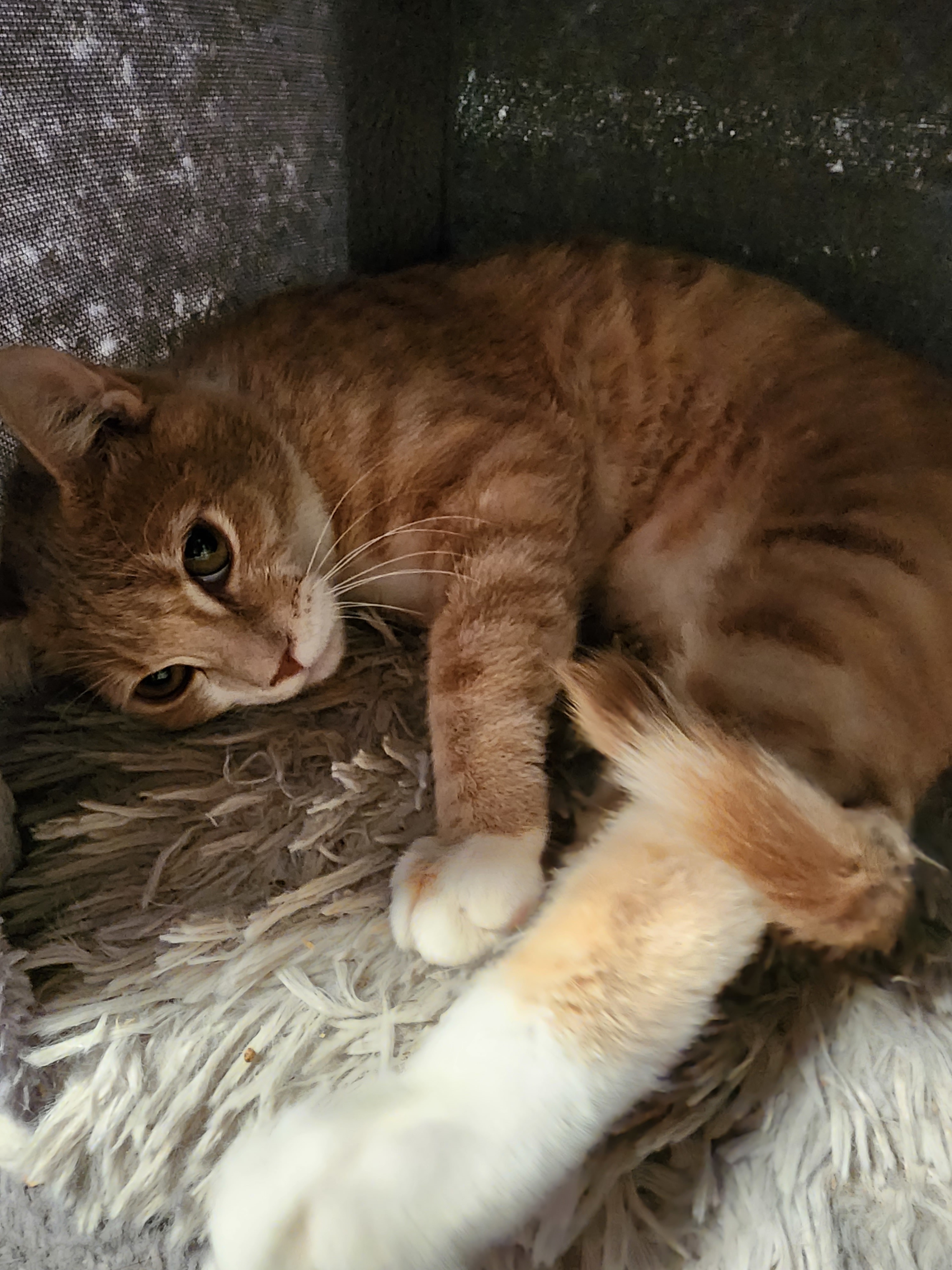 Enlarge Wally, an adopted Domestic Short Hair in Lacey, WA image 1/6