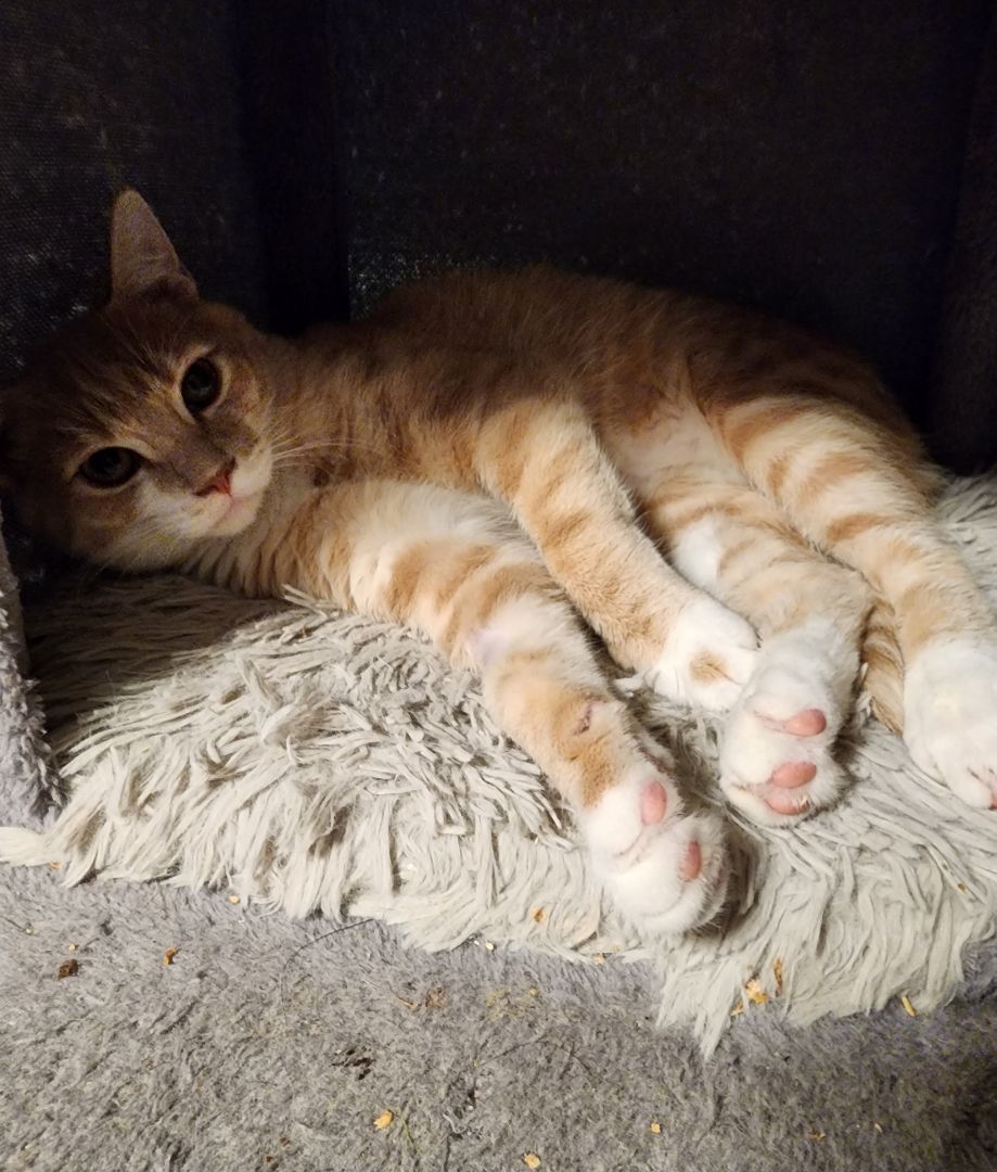 Enlarge Wally, an adopted Domestic Short Hair in Lacey, WA image 2/6