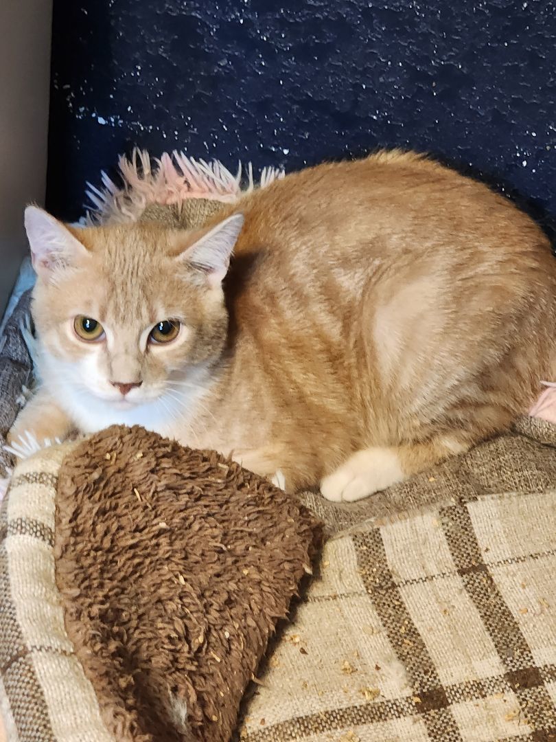 Enlarge Wally, an adopted Domestic Short Hair in Lacey, WA image 3/6