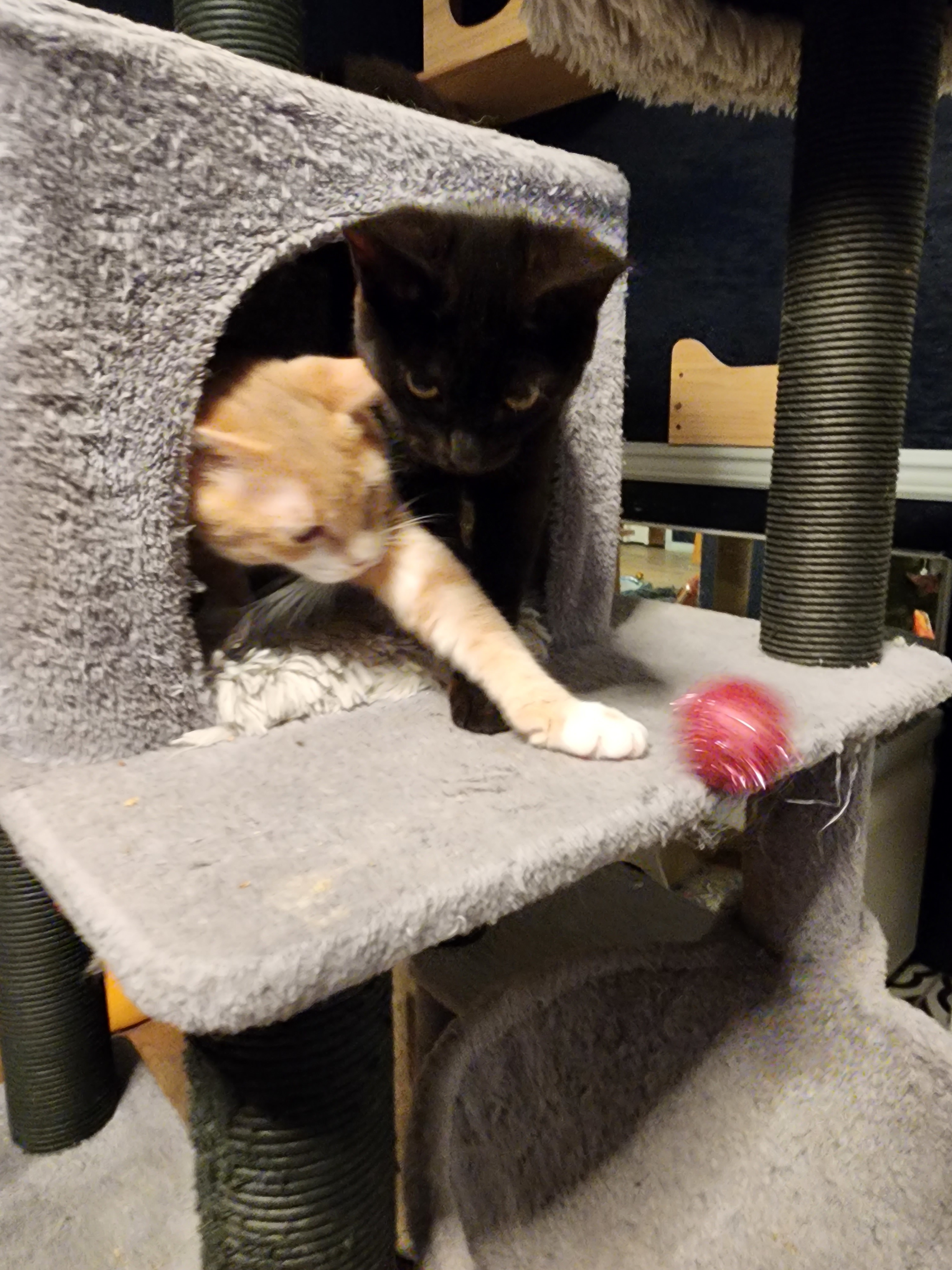 Enlarge Wally, an adopted Domestic Short Hair in Lacey, WA image 4/6