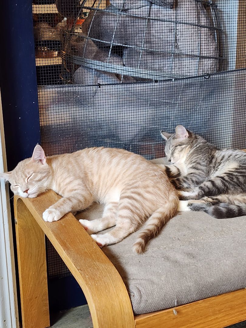 Enlarge Wally, an adopted Domestic Short Hair in Lacey, WA image 6/6