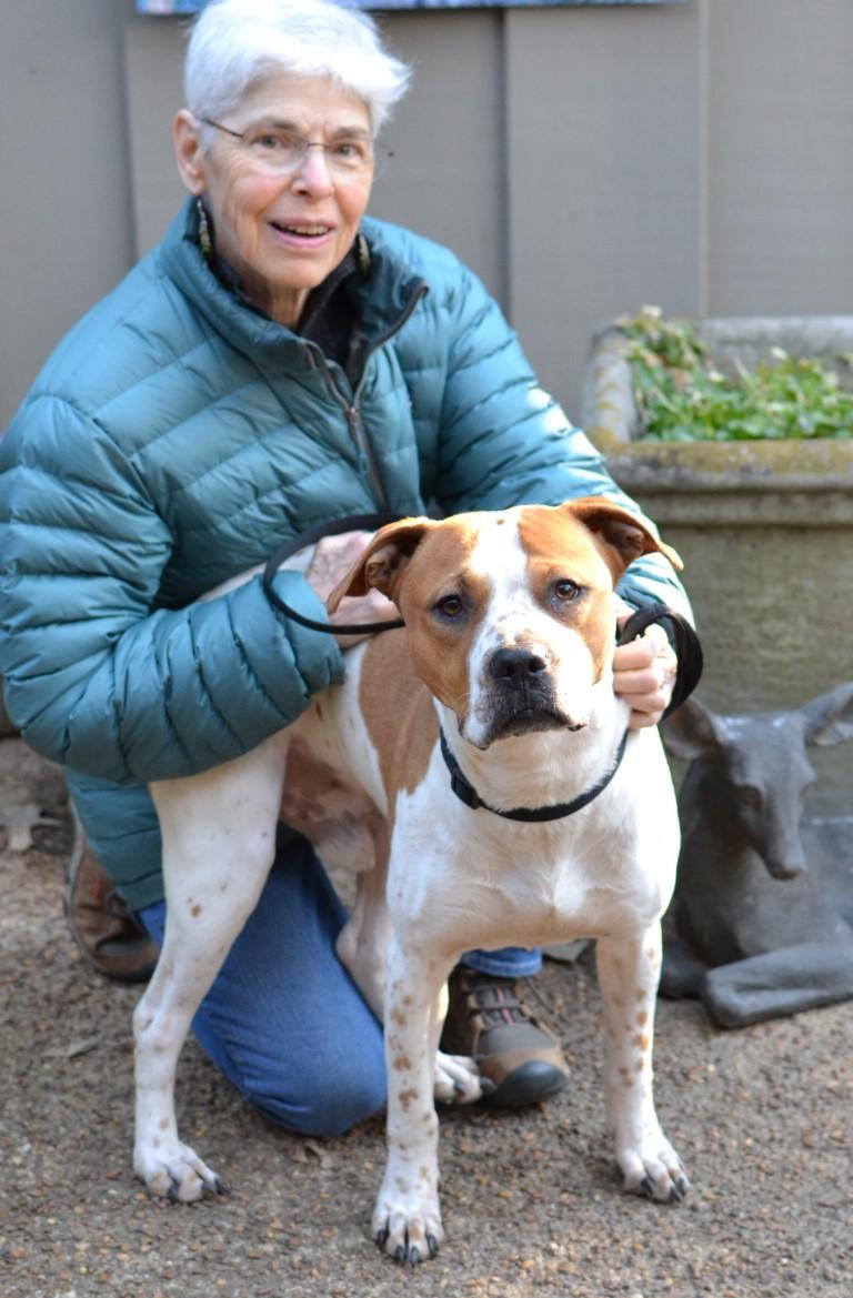 Enlarge Lucky, a ADOPTABLE mixed breed in White Plains, NY image 4/5