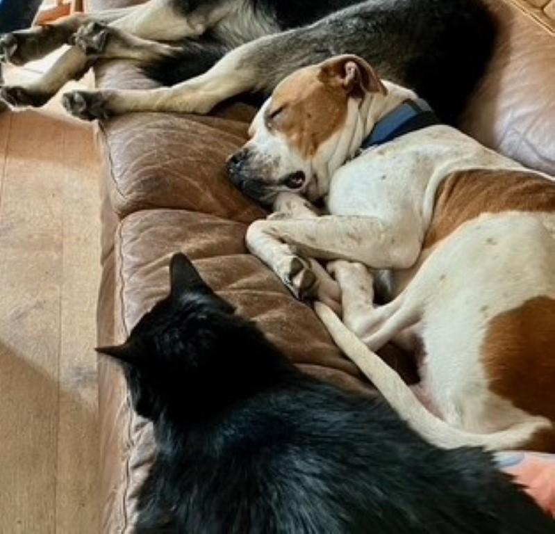 Enlarge Lucky, a ADOPTABLE mixed breed in White Plains, NY image 3/5