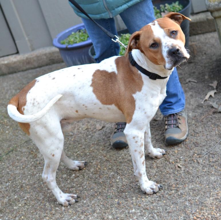 Enlarge Lucky, a ADOPTABLE mixed breed in White Plains, NY image 2/5