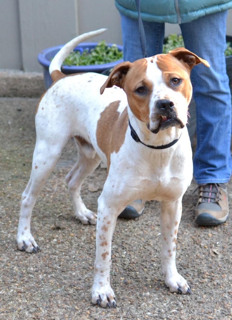 Enlarge Lucky, a ADOPTABLE mixed breed in White Plains, NY image 1/5