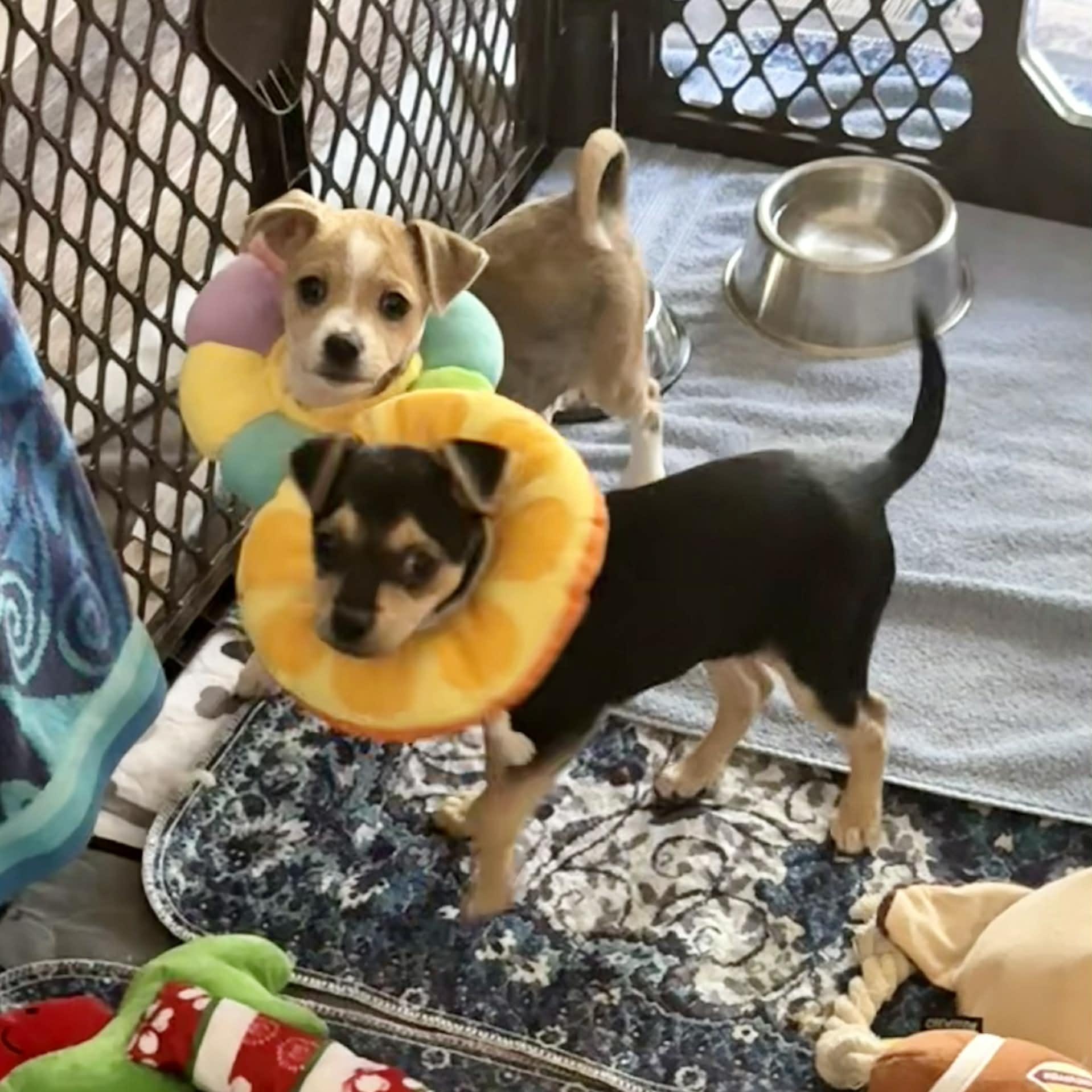 Enlarge Sky Dancer & Strawberry Shortcake *Bonded Pair*, an adopted mixed breed in Riverview, FL image 5/6