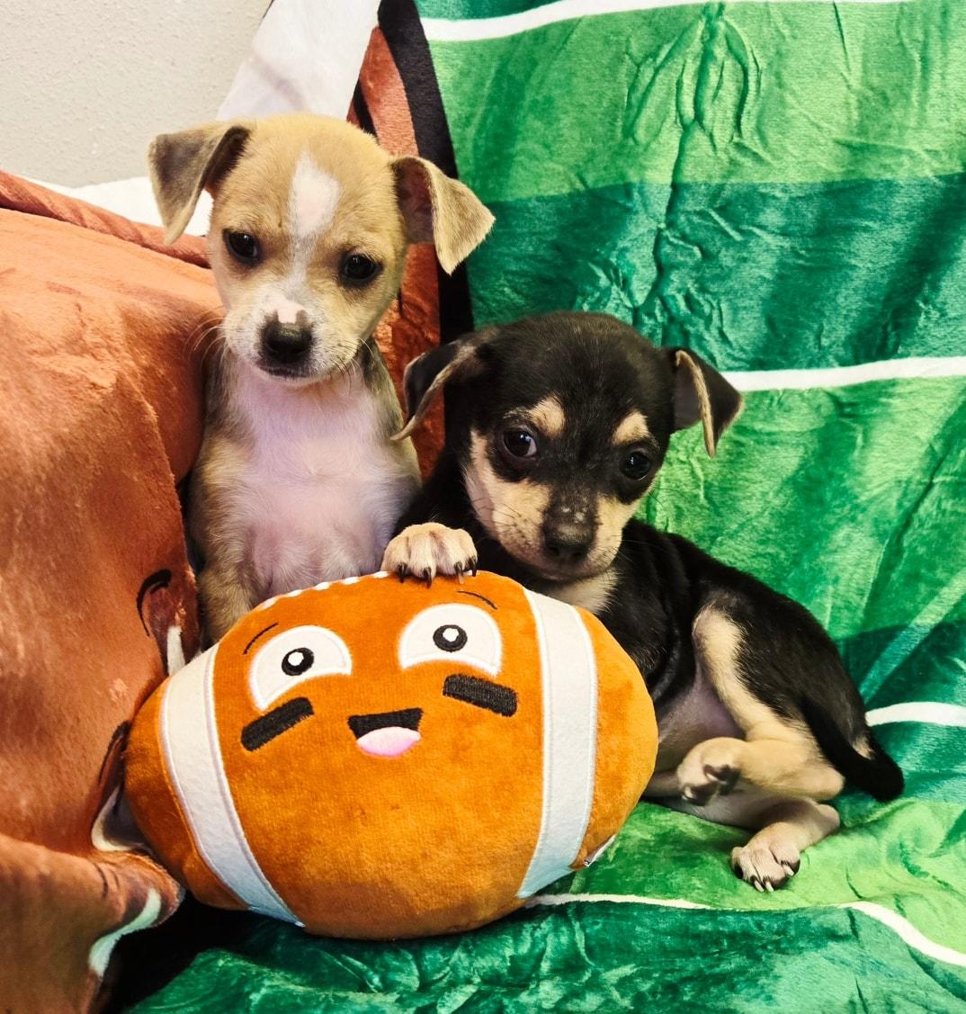 Sky Dancer *TINY Chi-Mix Girlie* , a Adoptable mixed breed in Riverview, FL image 4/4