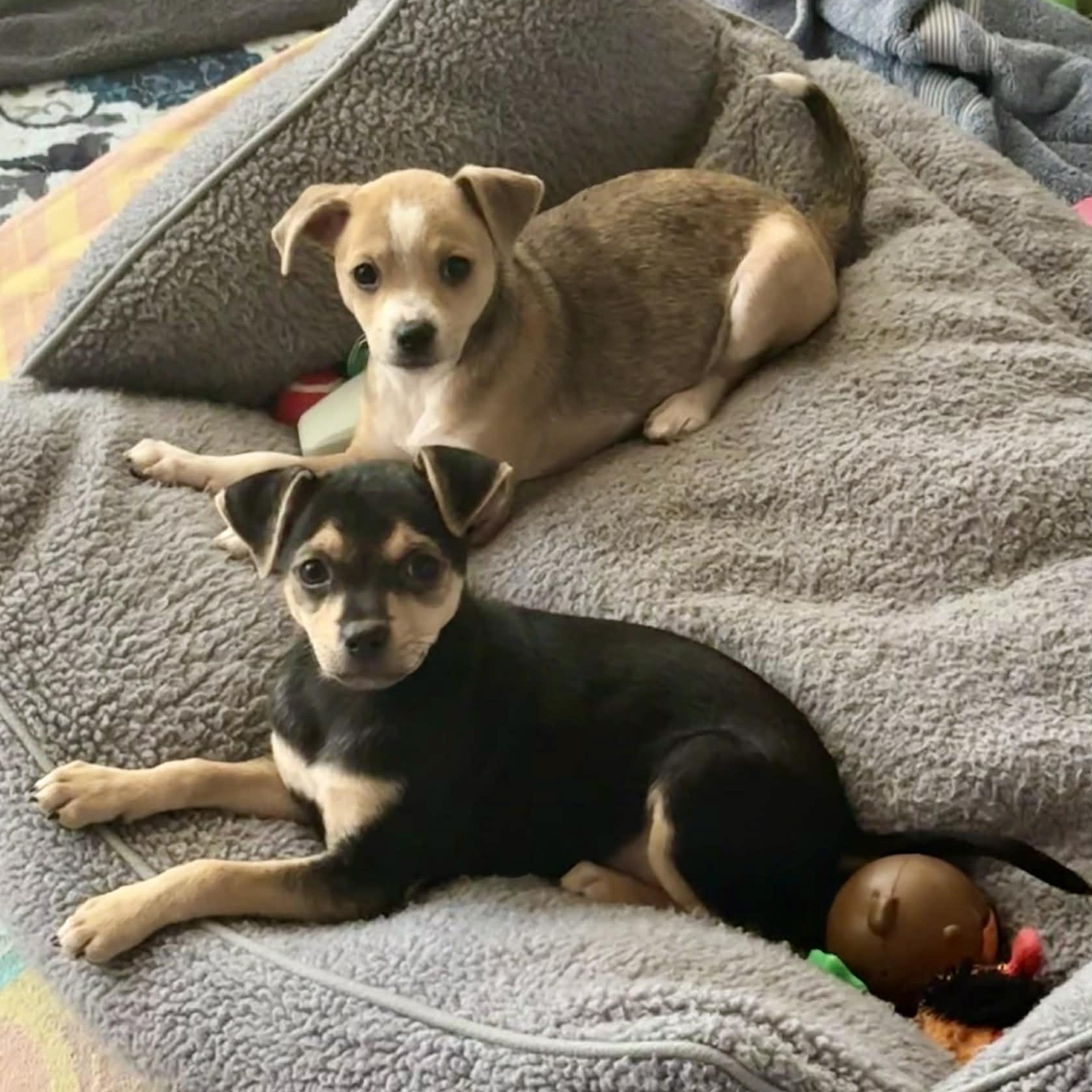 Enlarge Sky Dancer & Strawberry Shortcake *Bonded Pair*, an adopted mixed breed in Riverview, FL image 2/6