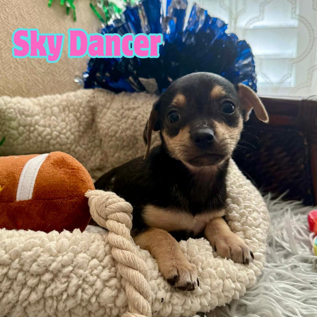 Sky Dancer *TINY Chi-Mix Girlie* , a Adoptable mixed breed in Riverview, FL image 1/4