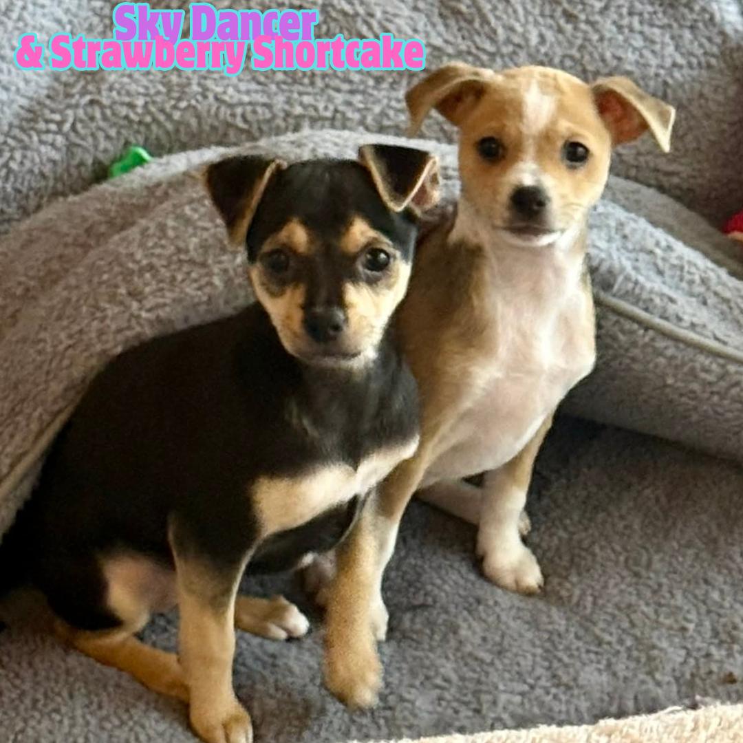 Enlarge Sky Dancer & Strawberry Shortcake *Bonded Pair*, an adopted mixed breed in Riverview, FL image 1/6