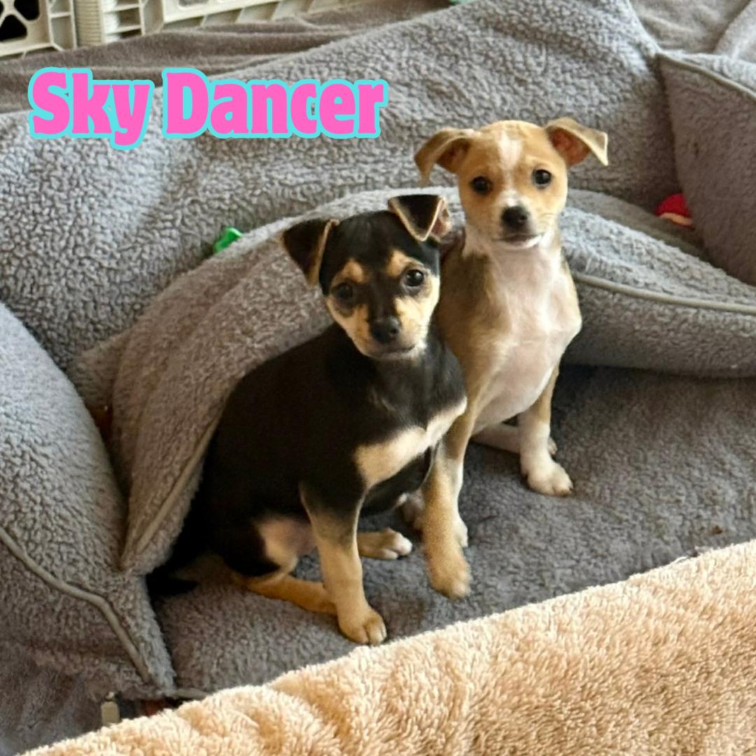 Sky Dancer *TINY Chi-Mix Girlie* , a Adoptable mixed breed in Riverview, FL image 3/4