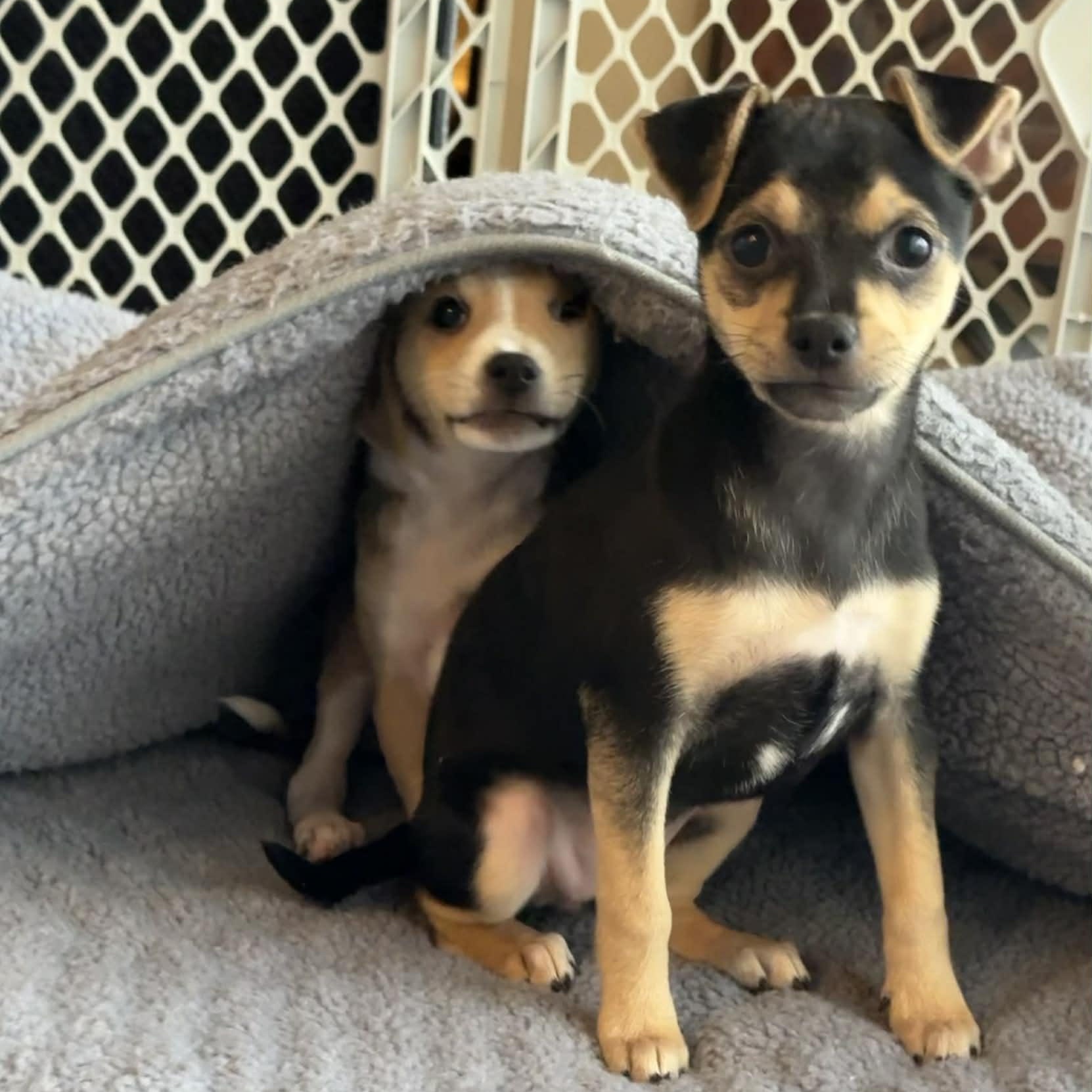 Enlarge Sky Dancer & Strawberry Shortcake *Bonded Pair*, an adopted mixed breed in Riverview, FL image 4/6