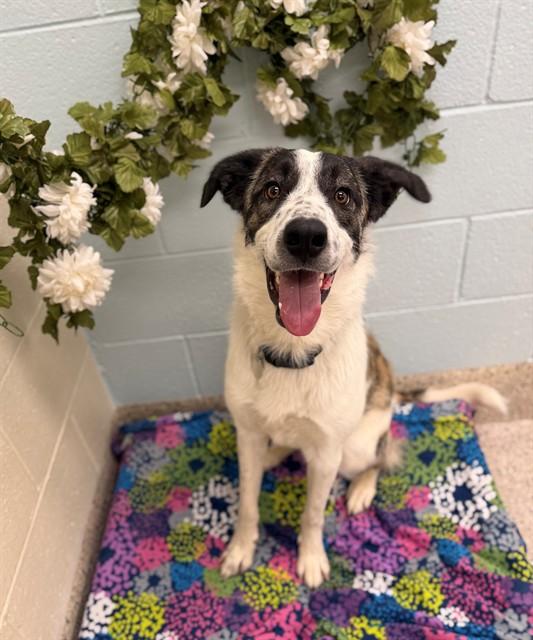 SHILOH, Adoptable, Young Male Australian Cattle Dog / Blue Heeler & Australian Shepherd.