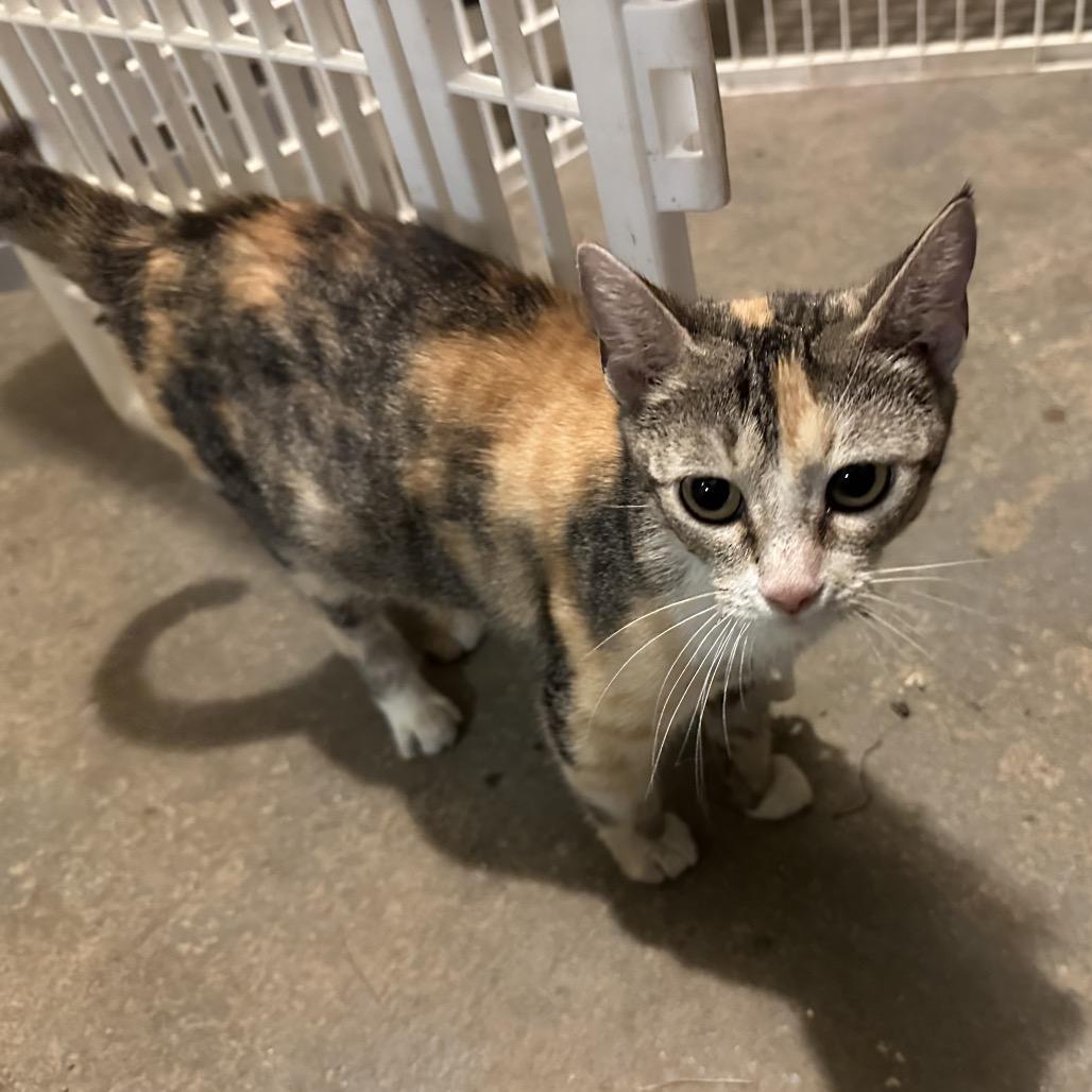 Enlarge Maggie, a Adoptable mixed breed in Morganfield, KY image 1/4