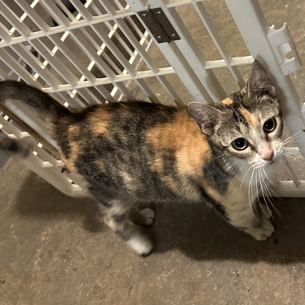 Enlarge Maggie, a Adoptable mixed breed in Morganfield, KY image 2/4