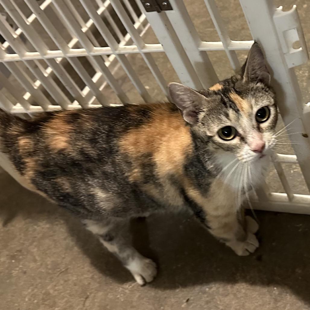 Enlarge Maggie, a Adoptable mixed breed in Morganfield, KY image 4/4