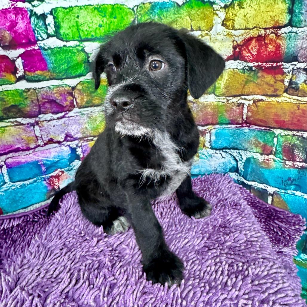 Enlarge Pablo, a Adoptable mixed breed in Franklin, NC image 1/6