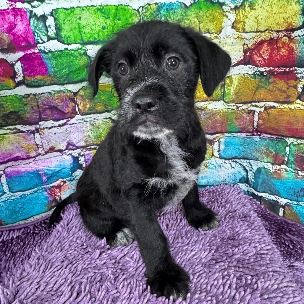 Enlarge Pablo, a Adoptable mixed breed in Franklin, NC image 2/6