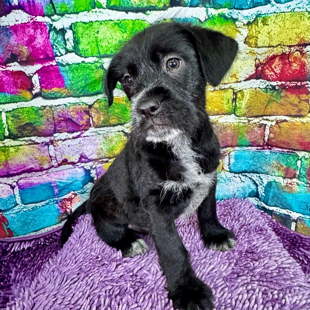 Enlarge Pablo, a Adoptable mixed breed in Franklin, NC image 3/6