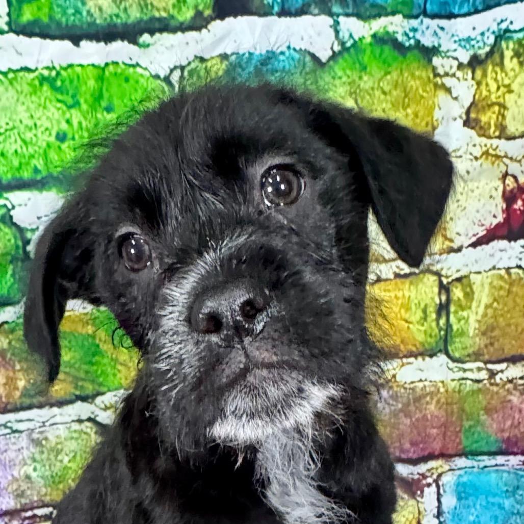 Enlarge Pablo, a Adoptable mixed breed in Franklin, NC image 4/6