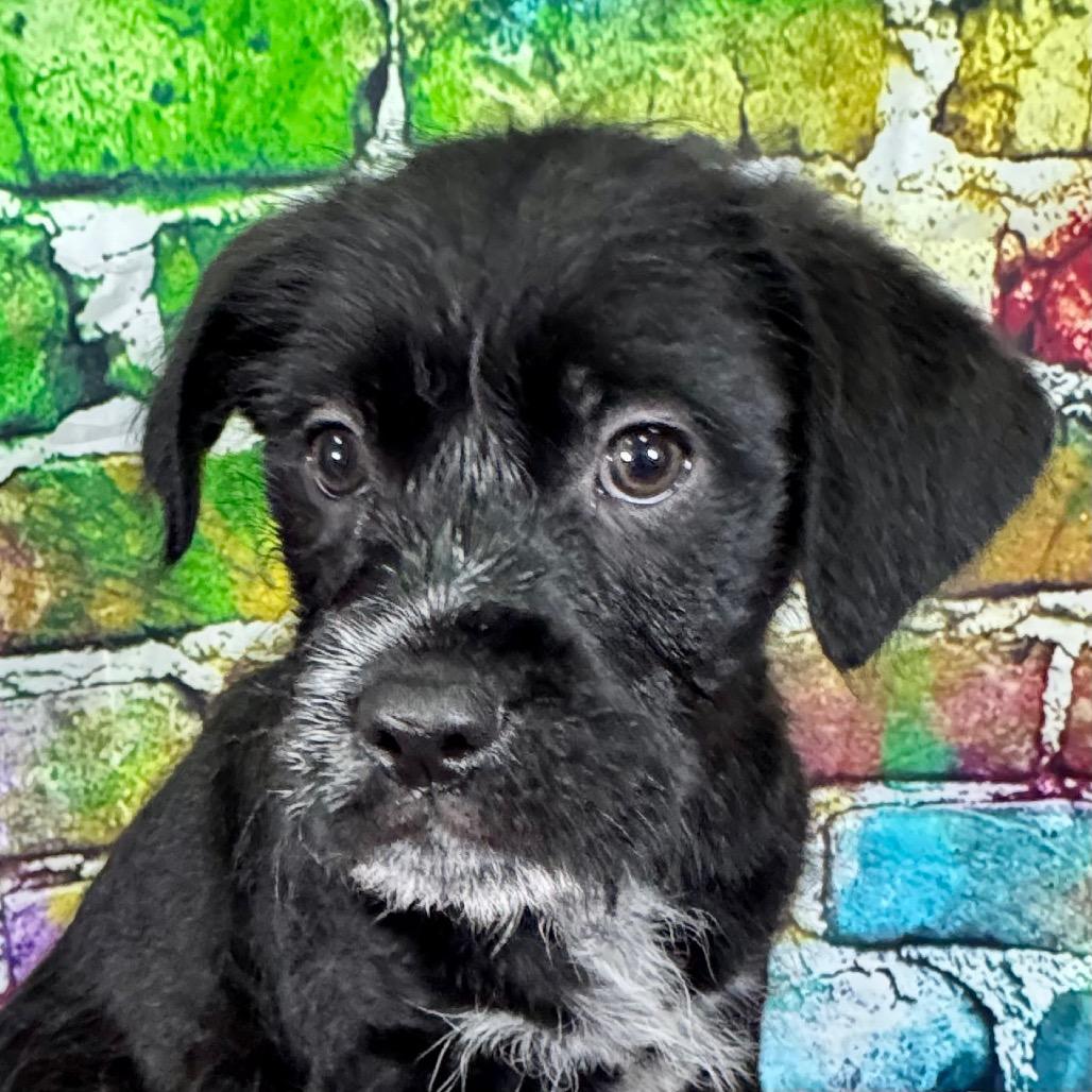 Enlarge Pablo, a Adoptable mixed breed in Franklin, NC image 6/6