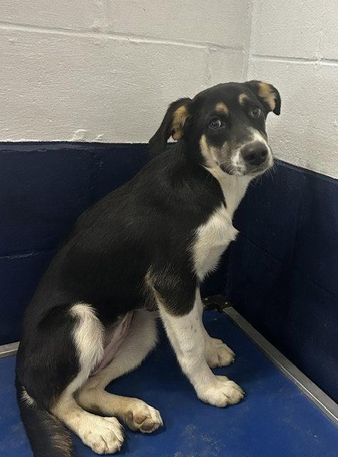 Enlarge Furgie - 3 Months, a Adoptable Labrador Retriever in Sterling, MA image 1/1