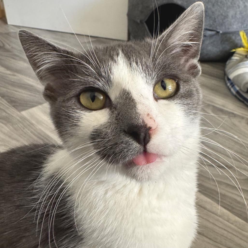 Rivet, Adoptable, Young Male Domestic Short Hair.