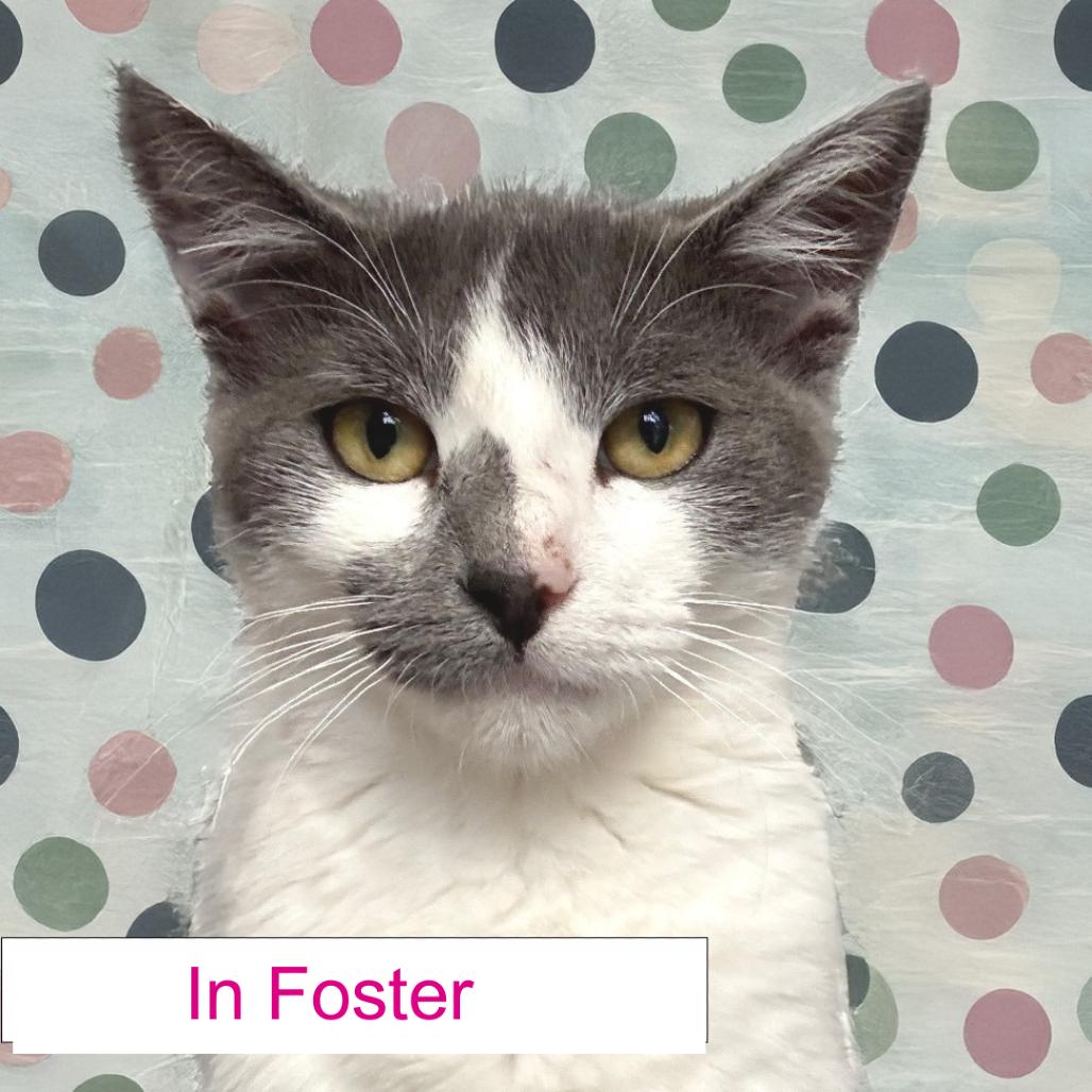 Enlarge Rivet, a Adoptable Domestic Short Hair in Chapel Hill, NC image 2/3