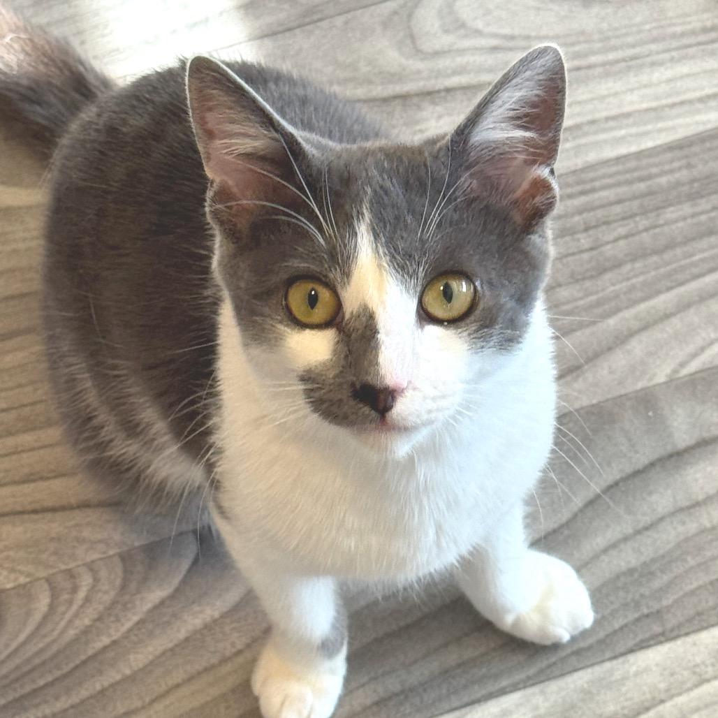 Enlarge Rivet, a Adoptable Domestic Short Hair in Chapel Hill, NC image 3/3