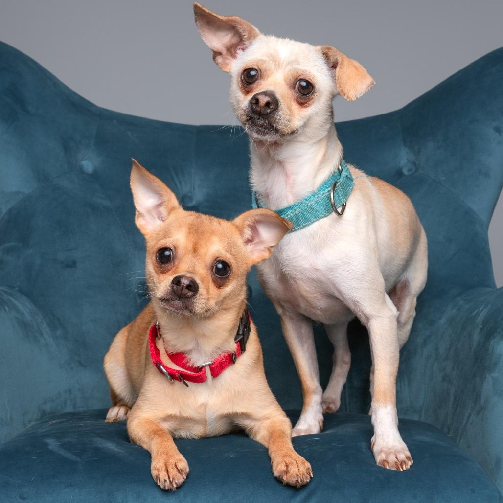 Dr Pepper, a Adoptable Chihuahua in West Chester, PA image 4/5