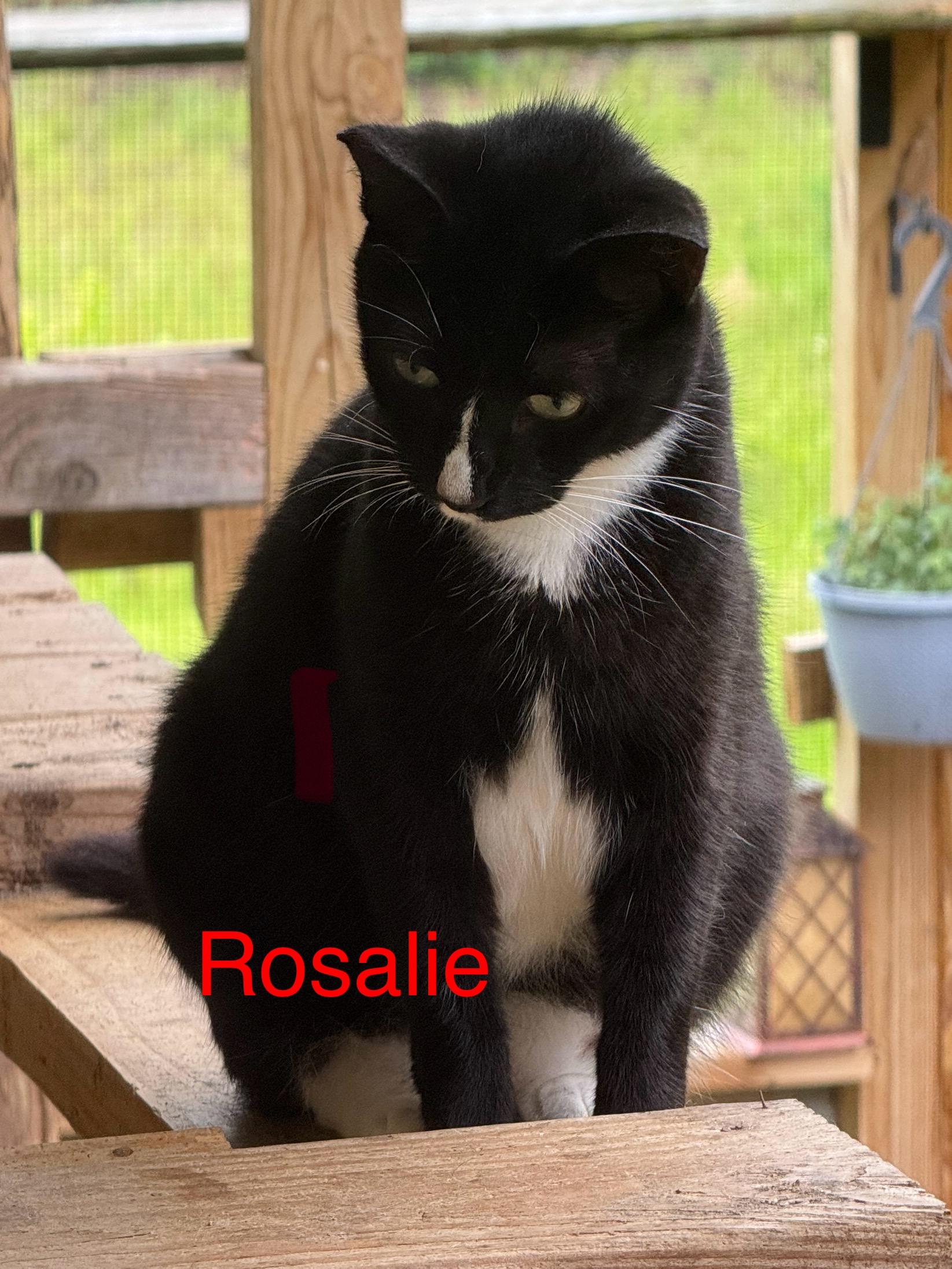 Rosalie #17734-22
