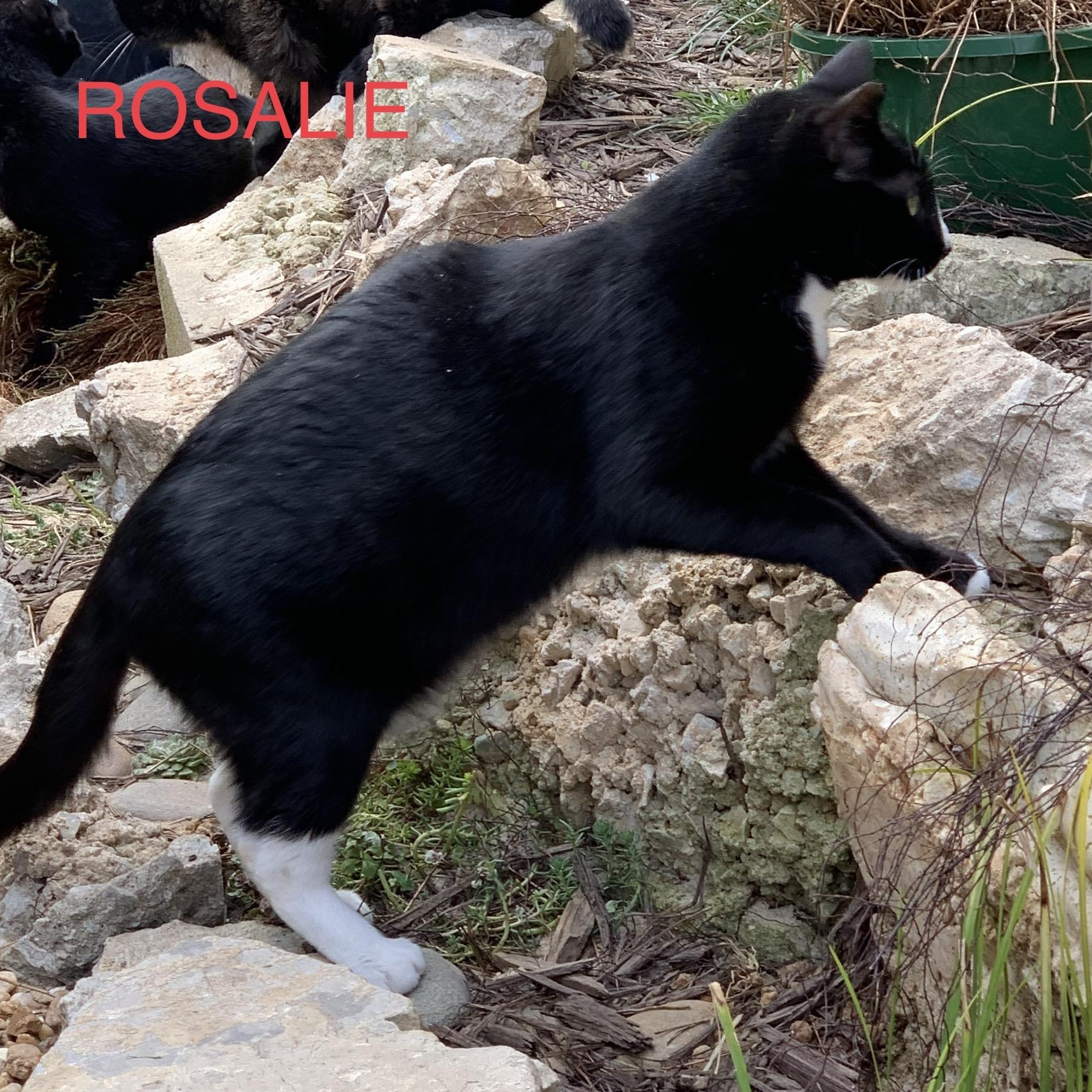 Rosalie #17734-22, Adoptable, Adult Female Domestic Short Hair.