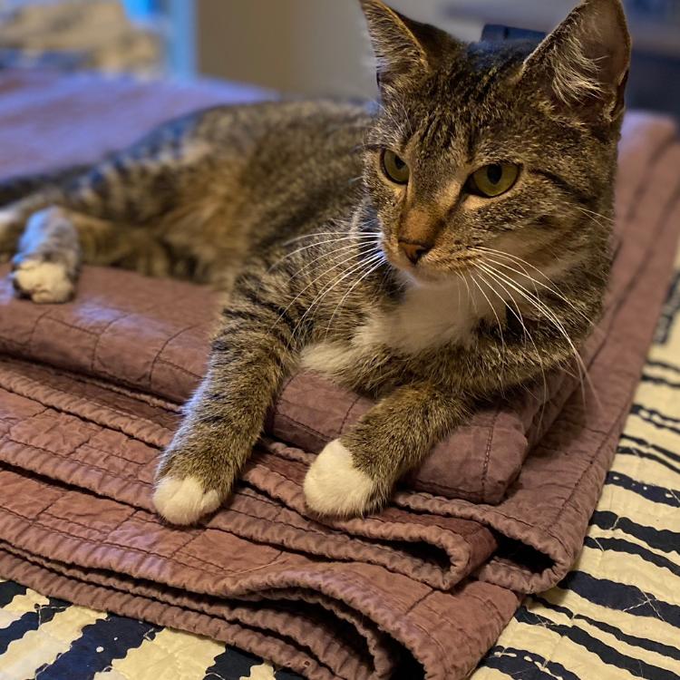 Amy C006793, Adoptable, Adult Female Domestic Short Hair.