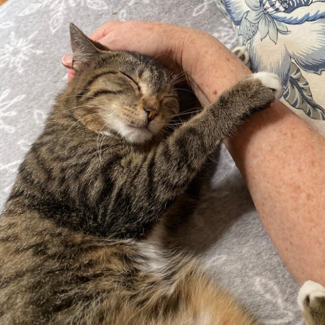 Enlarge Amy C006793, a Adoptable Domestic Short Hair in Prosper, TX image 2/2