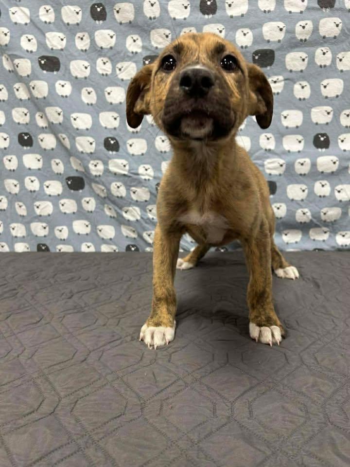 MID, Adoptable, Puppy Male American Staffordshire Terrier & Australian Cattle Dog / Blue Heeler.
