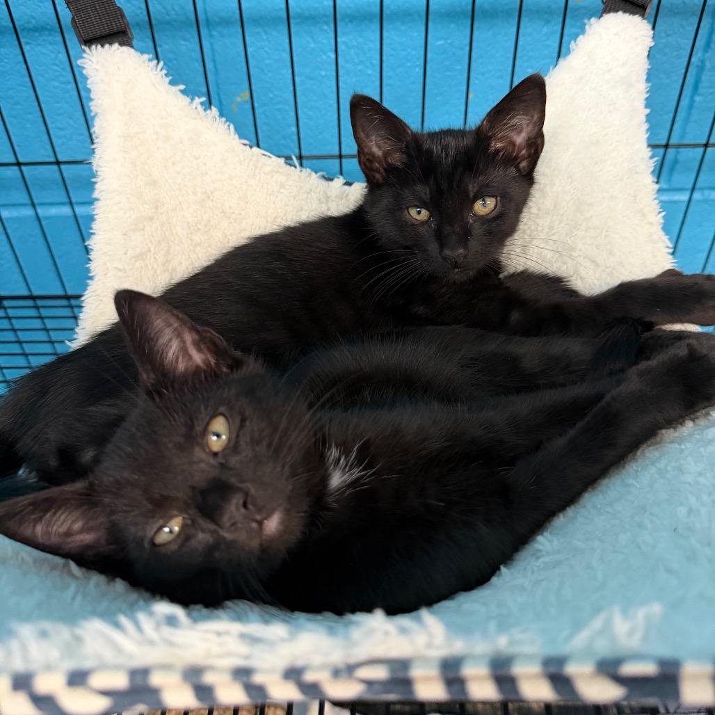 Enlarge Red Sox, a Adoptable Domestic Short Hair in Troy, VA image 1/1