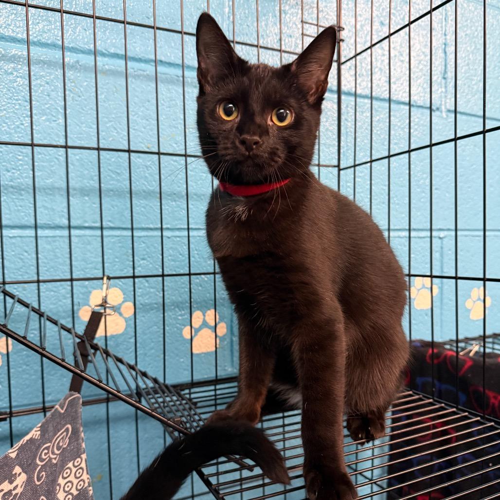 Enlarge Red Sox, a Adoptable Domestic Short Hair in Troy, VA image 2/3