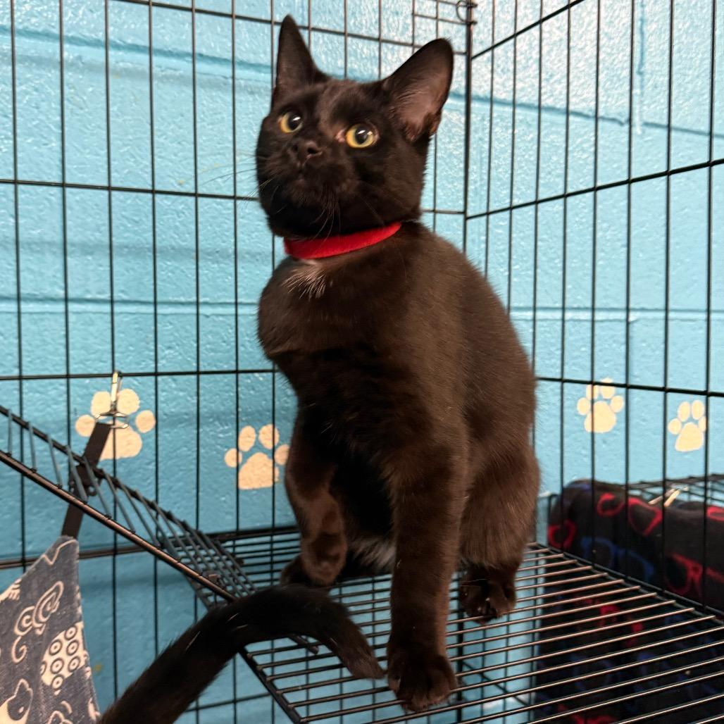 Enlarge Red Sox, a Adoptable Domestic Short Hair in Troy, VA image 3/3