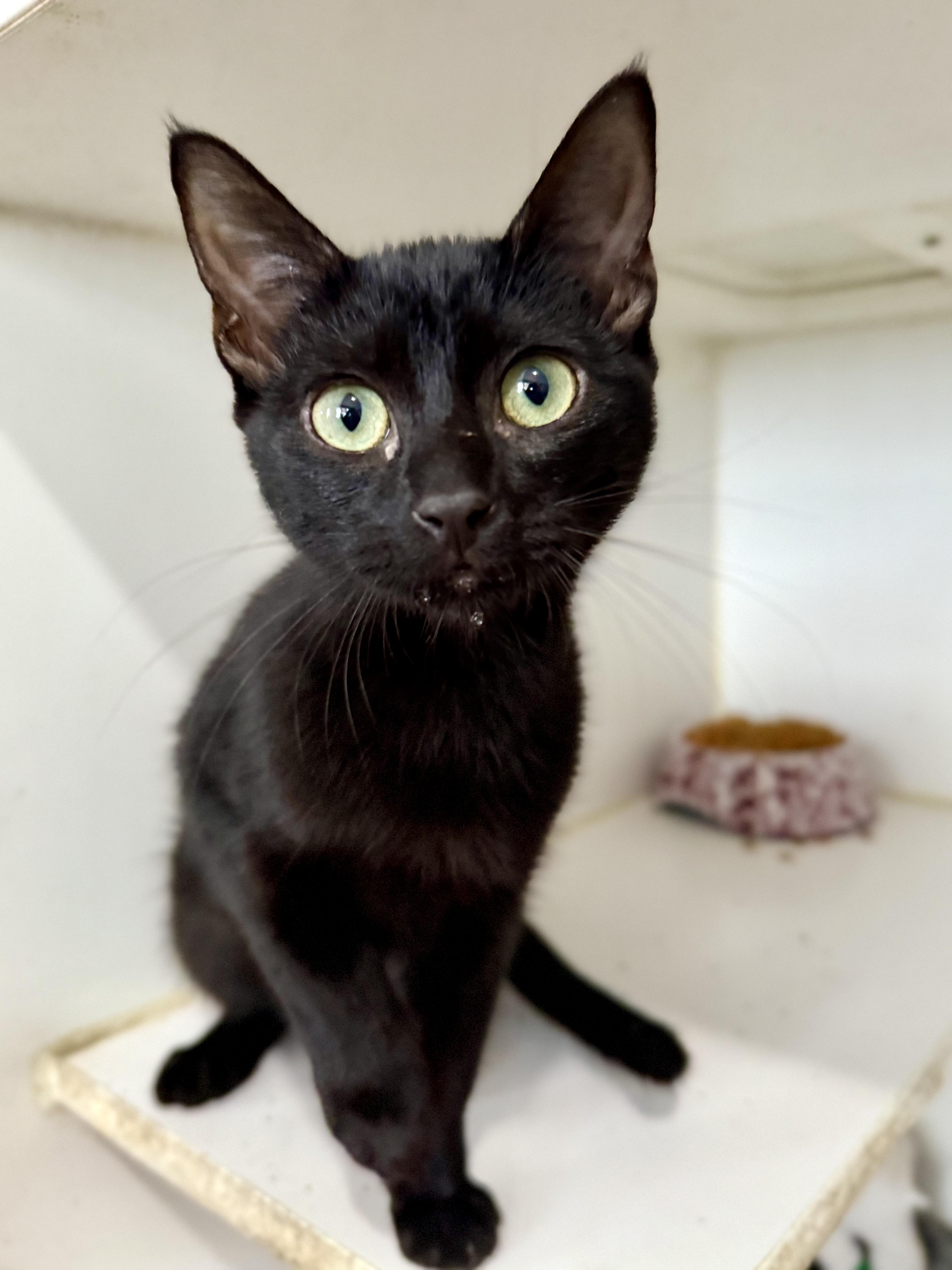 CB, a Adoption Pending Domestic Short Hair in Shreveport, LA image 2/2