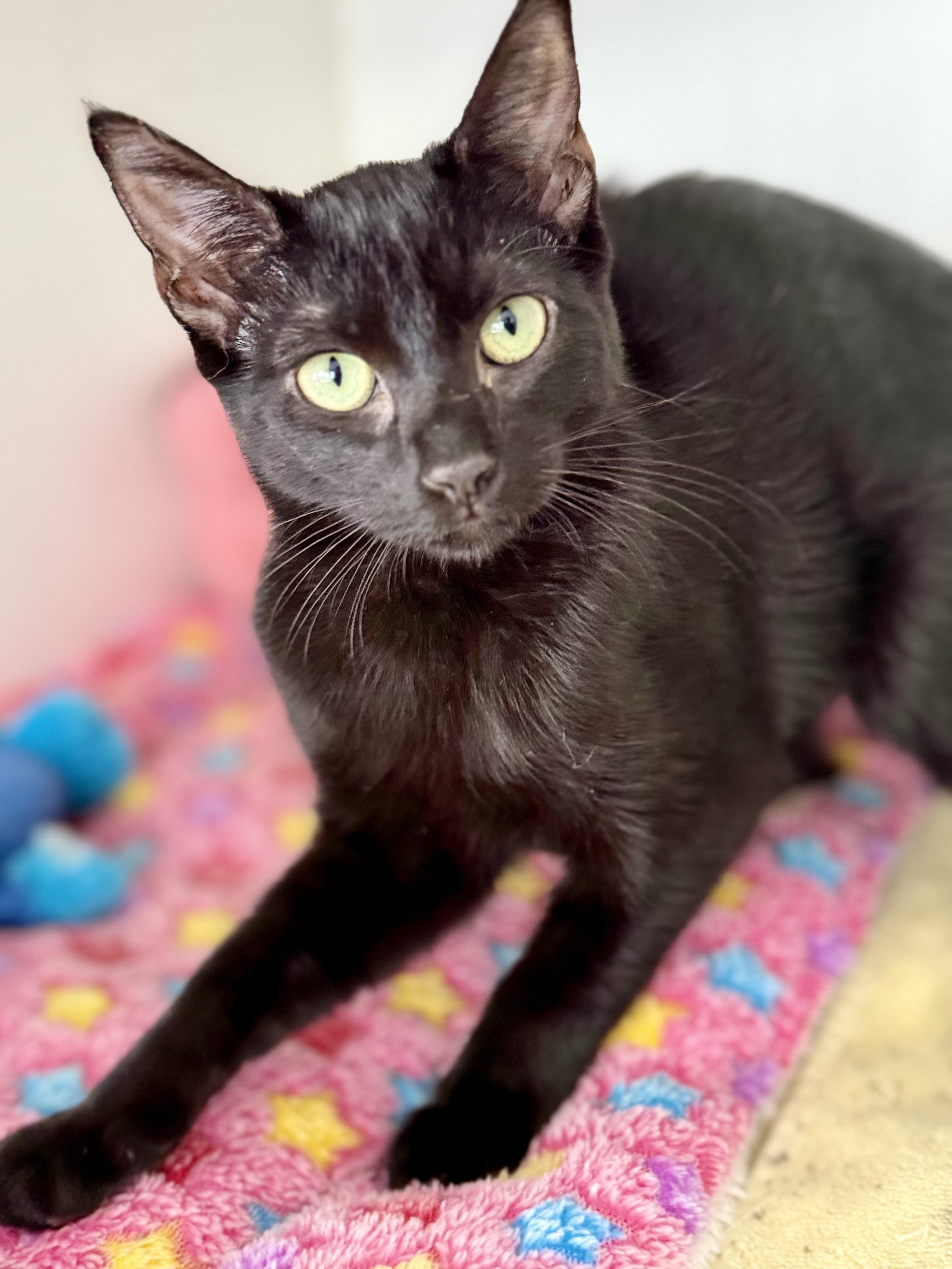 CB, Adoptable, Young Female Domestic Short Hair.