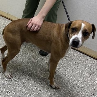 Ollie, ADOPTABLE, Adult Male Mixed Breed.