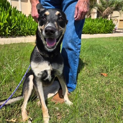 Miss Blue, Adoptable, Adult Female German Shepherd Dog & Doberman Pinscher.