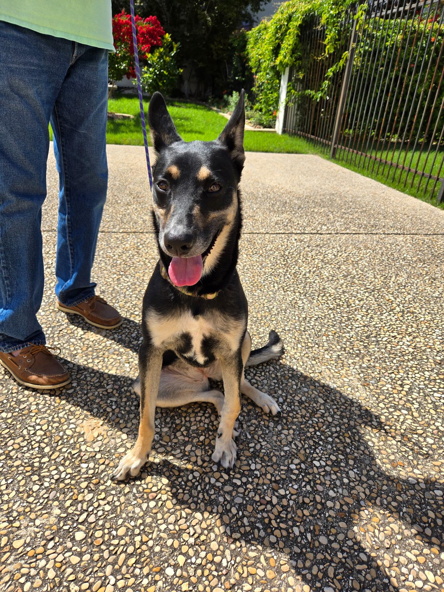 Miss Blue, a Adoptable mixed breed in San Antonio, TX image 2/4