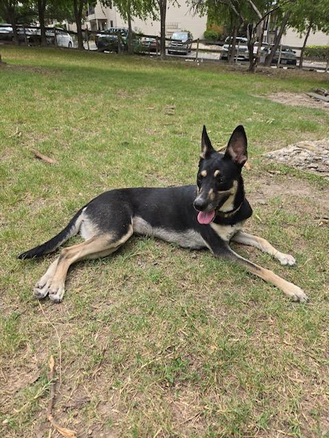 Miss Blue, a Adoptable mixed breed in San Antonio, TX image 3/4