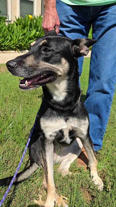 Enlarge Miss Blue, a Adoptable mixed breed in San Antonio, TX video 4/4