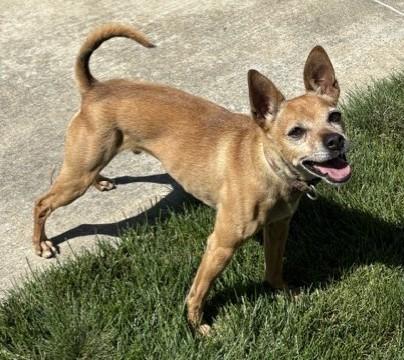 Enlarge Scooby, a ADOPTABLE mixed breed in Pasco, WA image 4/6
